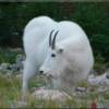 Mountain Goat near the Athabasca River in Jasper National Park, Alberta, Canada. This was taken right along side the Icefields Parkway, Highway 93.